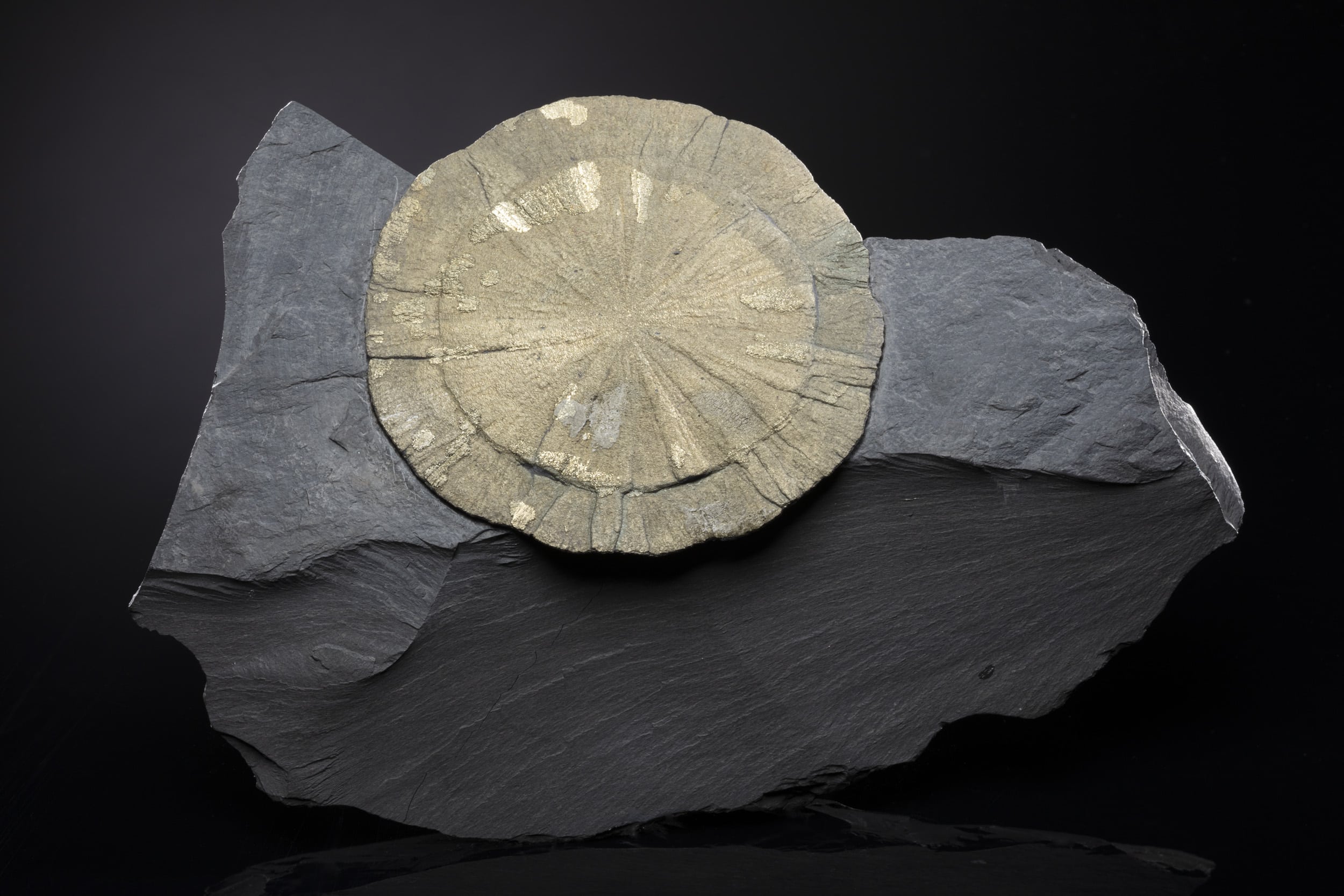 Marcassite-5743 Spécimen de marcasite de 17 cm formant des nodules et concrétions métalliques blanc argenté à reflets jaunes, provenant de l'Illinois, États-Unis