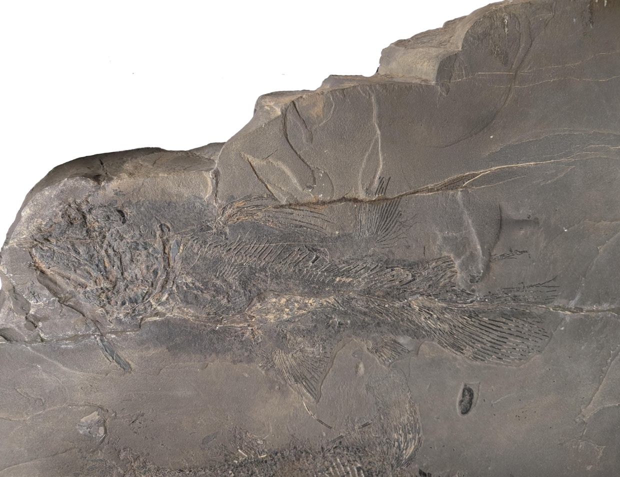 30a Fossil