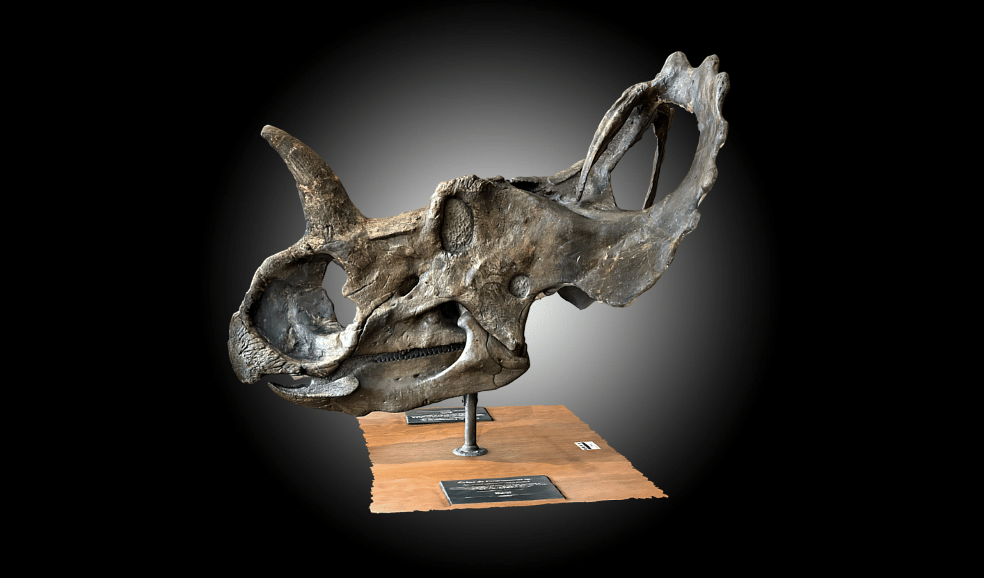 Crâne de Centrosaurus sp.