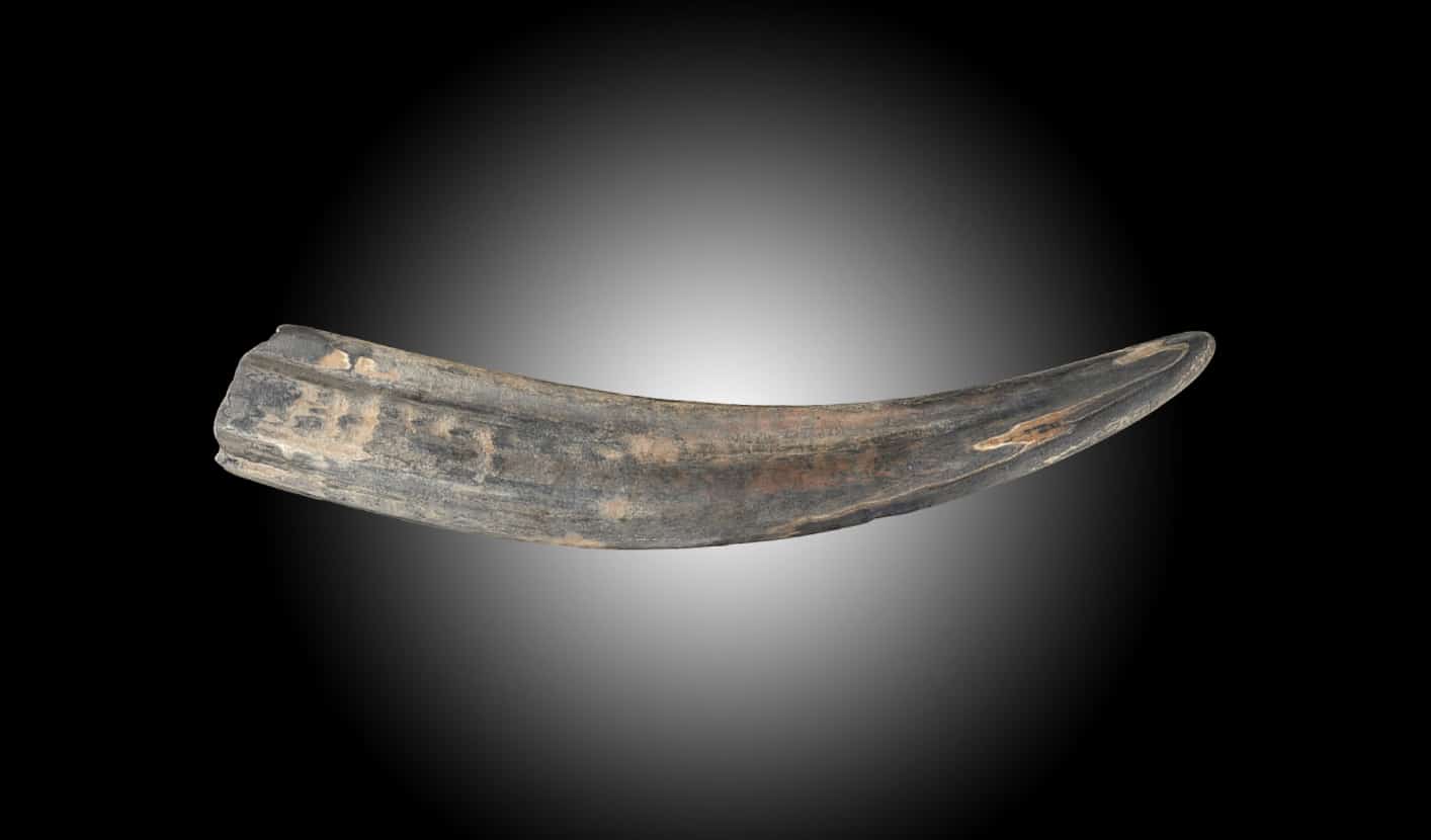 Défense de morse trouvé dans les sédiment du golf de Laflamme