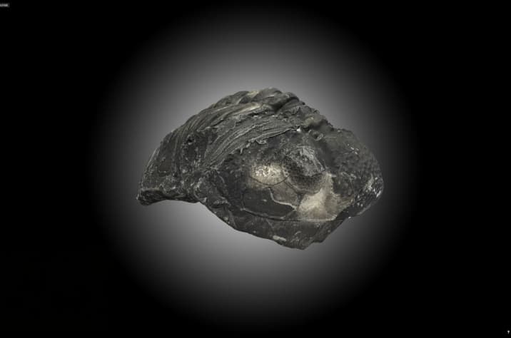 Trilobite Devonien