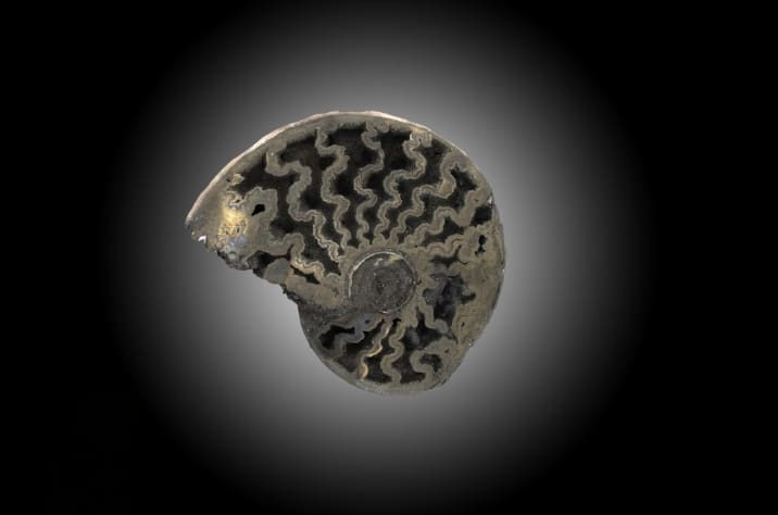 Ammonite