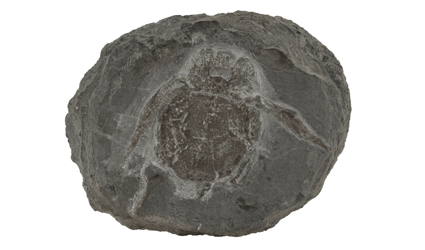 Le bothriolepis