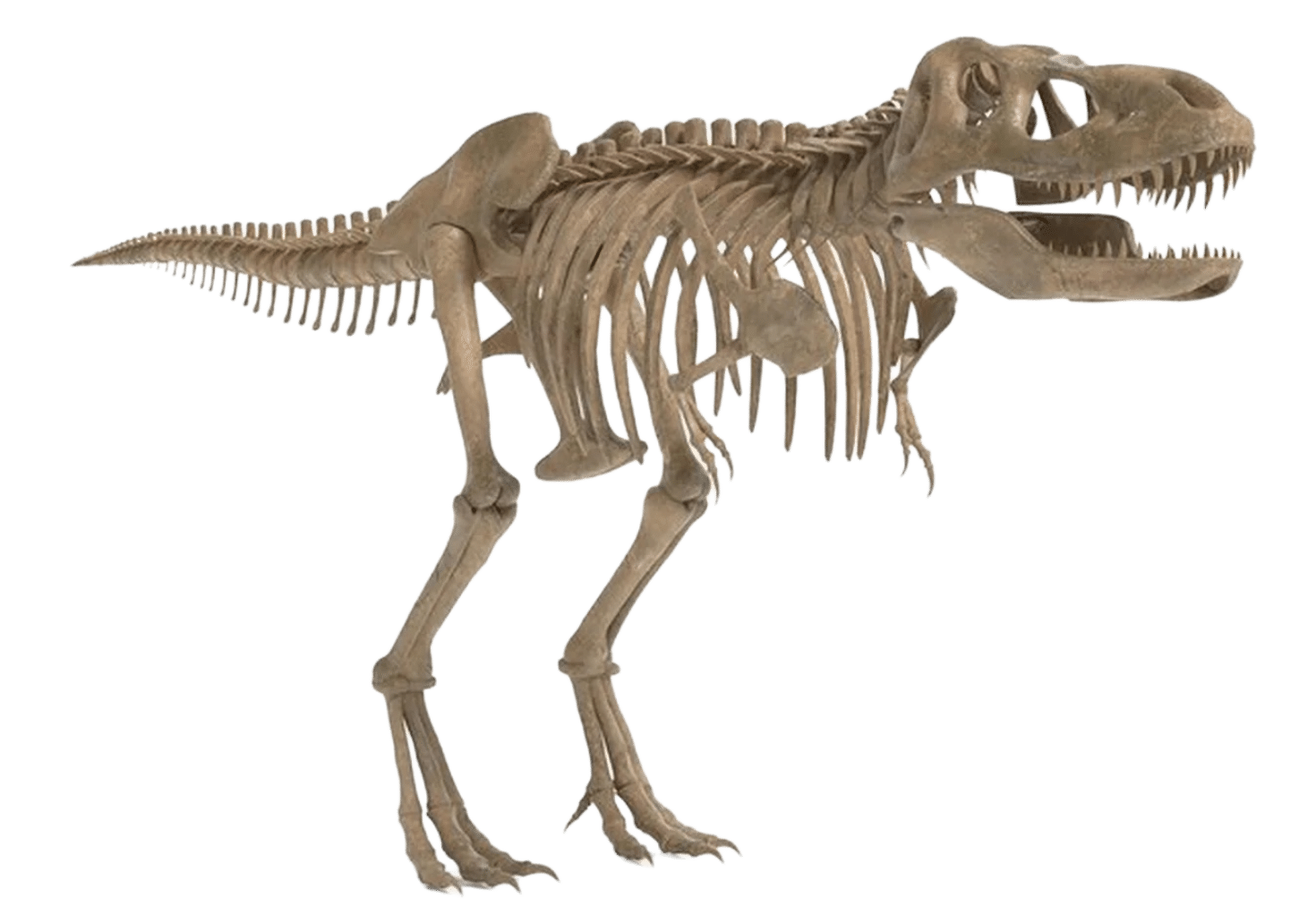 Le squelette d'un T-Rex