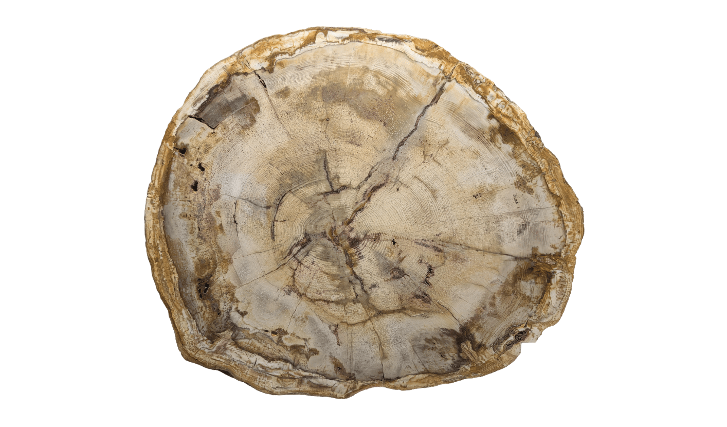 Tranche de bois silicifié