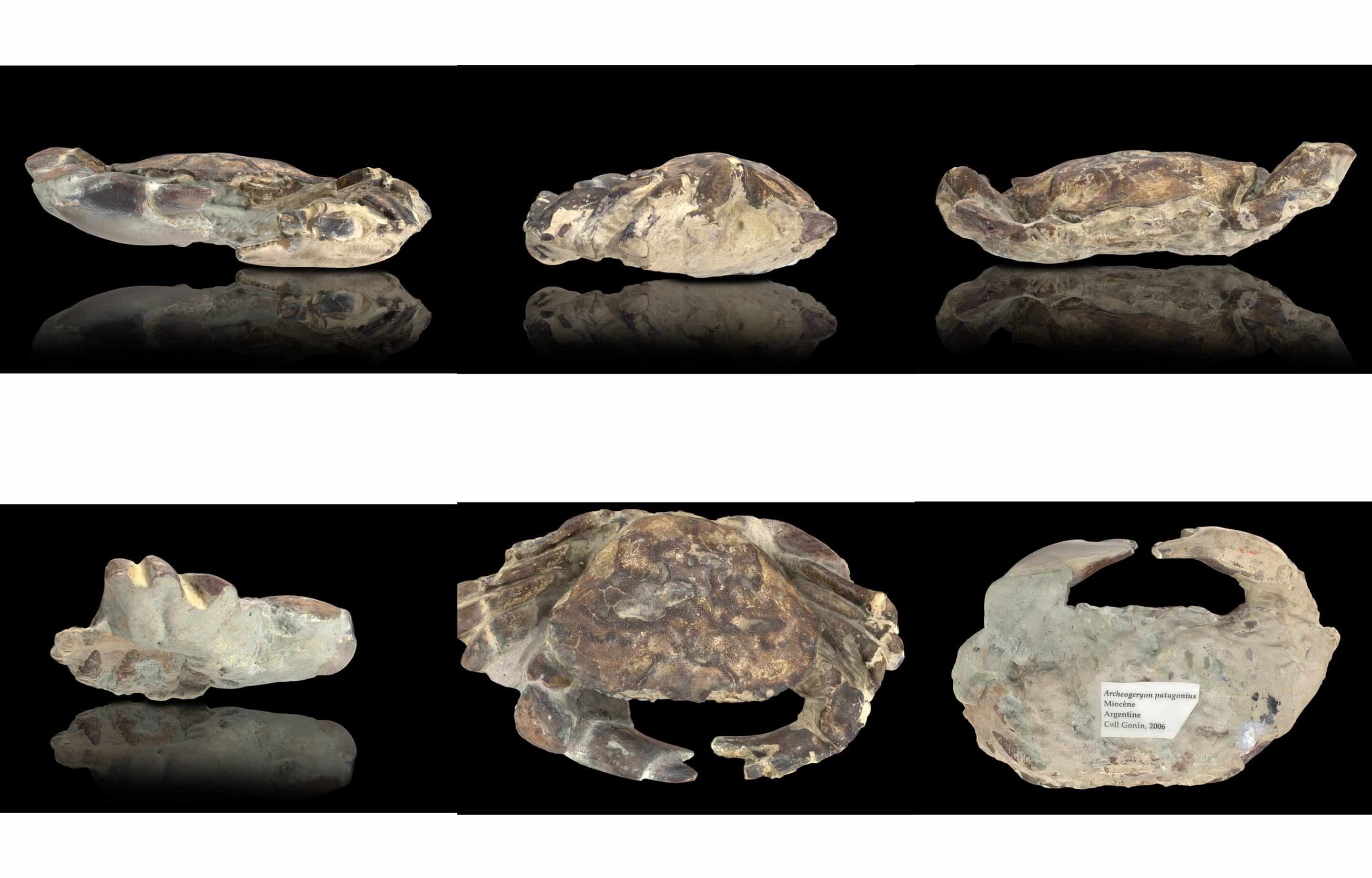 Les six faces du 3D d'un crabe