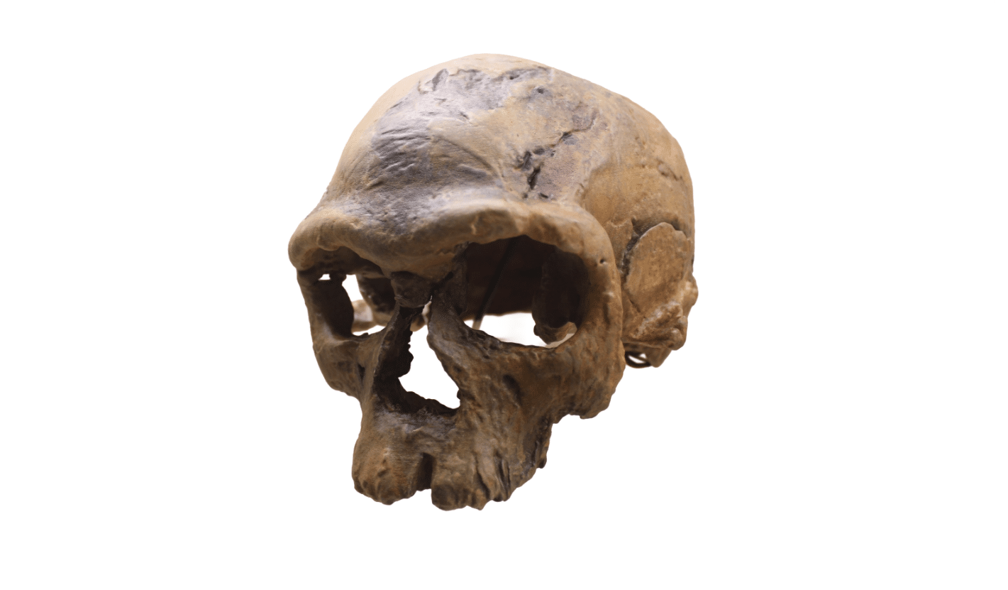 crane homo sapiens