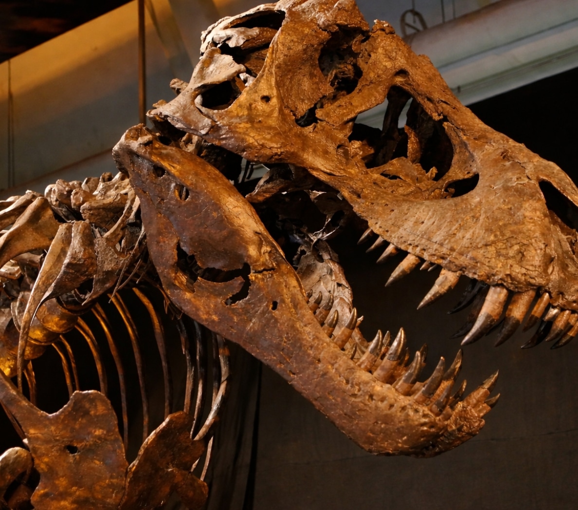Fossile de t-rex
