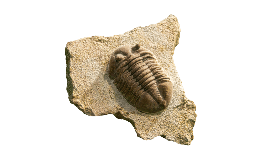 Un fossile de dinosaure