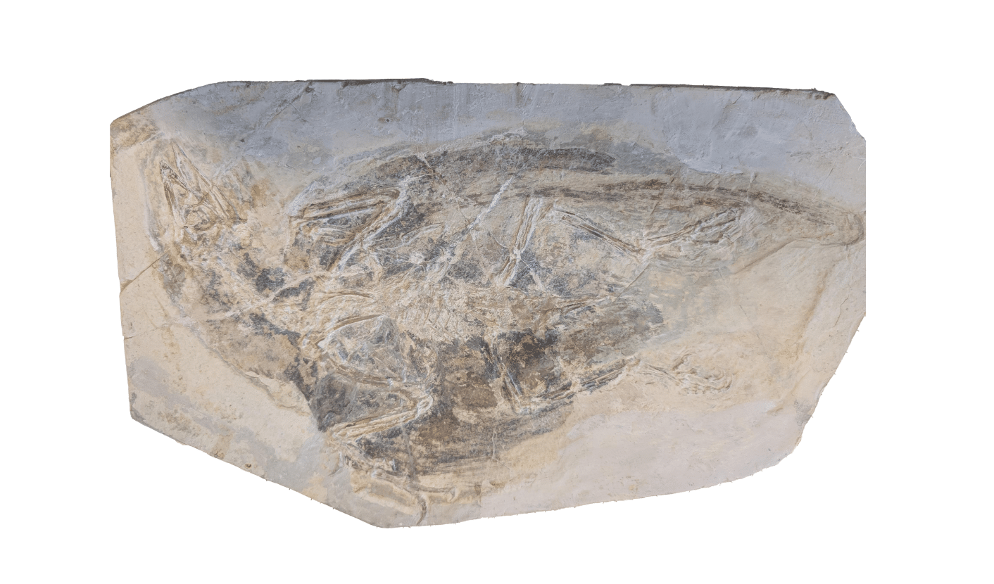 oiseau fossilise