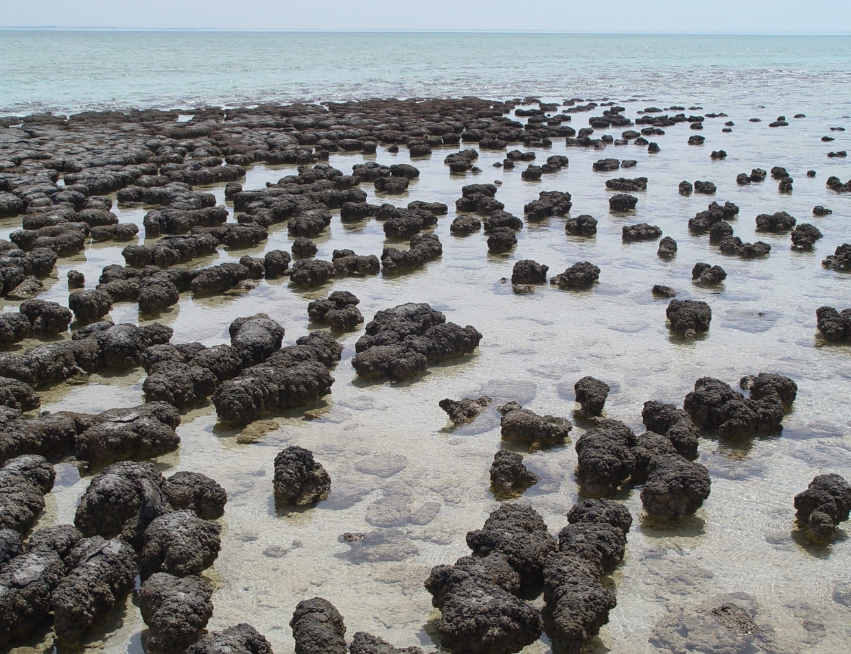 stromatolites Les stromatolites actuels