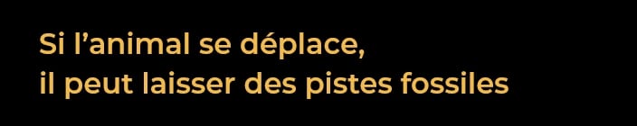 Si l’animal se déplace, il peut laisser des pistes fossiles