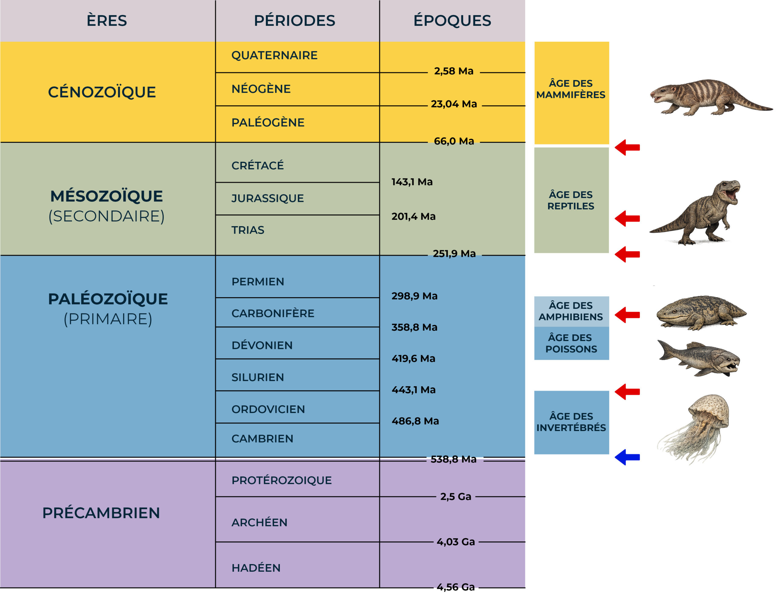 Tableau de l'échelle des temps géologiques divisée en ères (Précambrien, Paléozoïque, Mésozoïque, Cénozoïque), périodes et époques, avec les âges en millions ou milliards d'années. Des flèches rouges indiquent les extinctions massives et une flèche bleue marque le début de la vie complexe au Cambrien. Des illustrations d'animaux représentatifs de chaque ère (méduse, poisson, amphibien, dinosaure, mammifère) sont associées à chaque période.