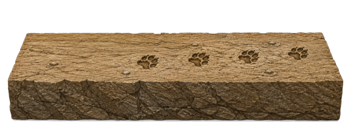 Bloc de roche sédimentaire beige montrant plusieurs empreintes de pattes d'animal fossilisées à sa surface, illustrant un fossile de trace laissé par le passage d'un animal et préservé dans la roche