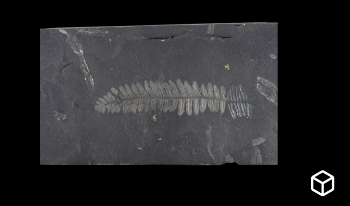Empreinte fossile d'un organisme à segments sur une roche sédimentaire sombre