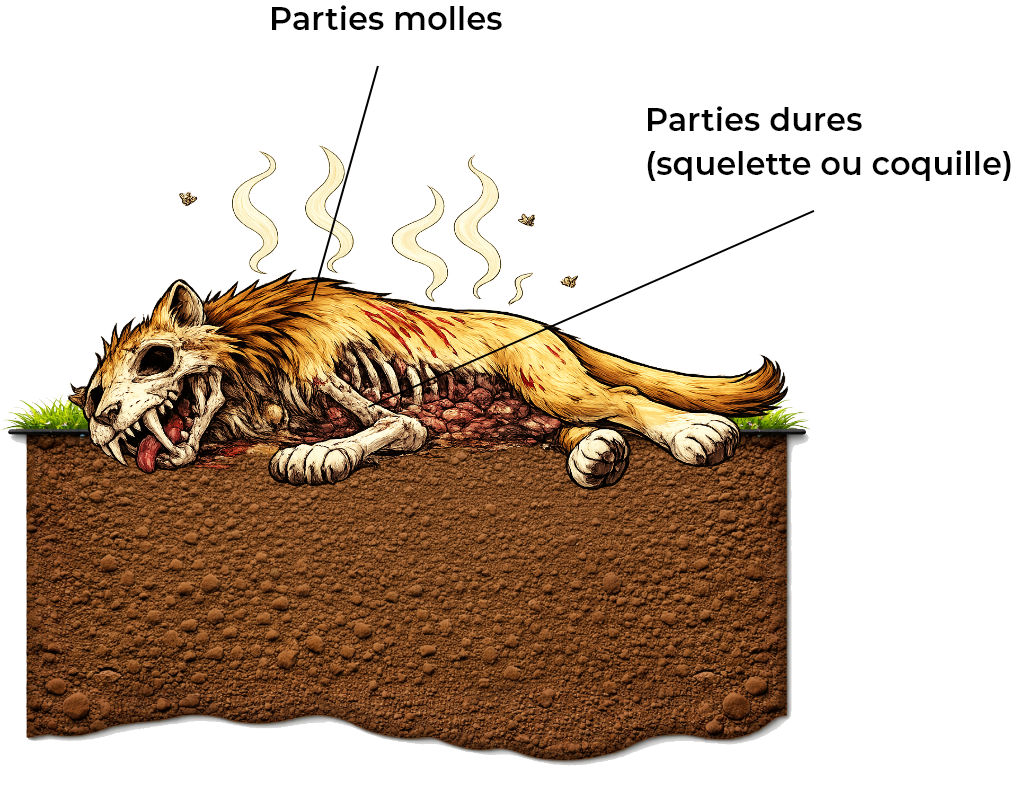 Illustration d'un animal en décomposition à la surface du sol, avec des annotations distinguant les parties molles comme la fourrure et les chairs, qui se décomposent rapidement, et les parties dures comme le squelette ou la coquille, qui peuvent être préservées et fossilisées