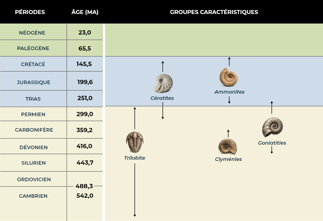 Tableau-sur-Principe-de-la-succession-des-fossiles Tableau du principe de succession des fossiles : colonnes de strates géologiques du Cambrien au Jurassique associées à des espèces-index (trilobites, clyménies, goniatites, ammonites, cératites) dont la présence permet de dater les couches de roches